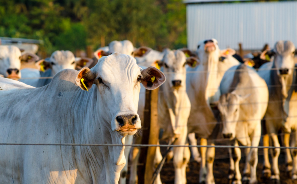 empresas brasileiras rastreiam gado